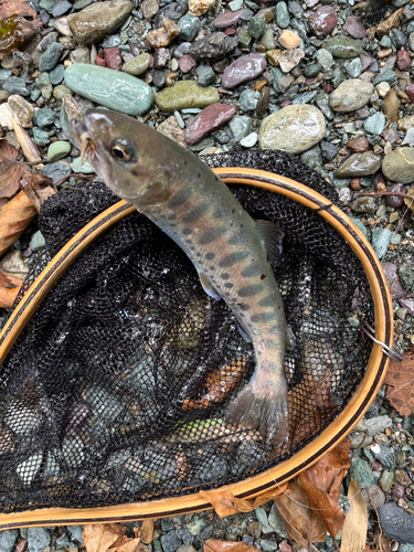 ヤマメの釣果