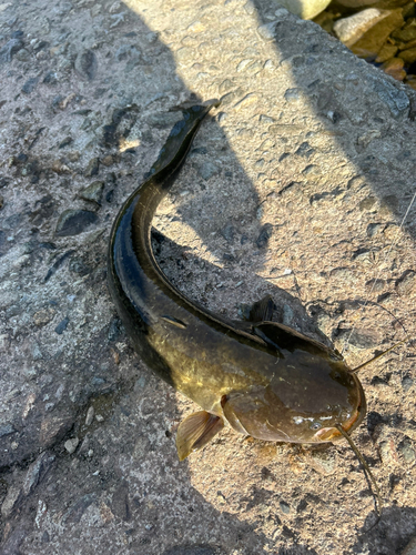 ナマズの釣果