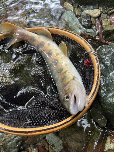 ヤマメの釣果