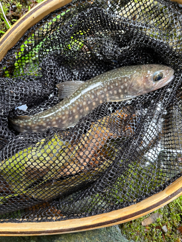 イワナの釣果