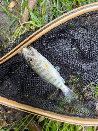 ヤマメの釣果