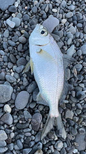 クロサギの釣果