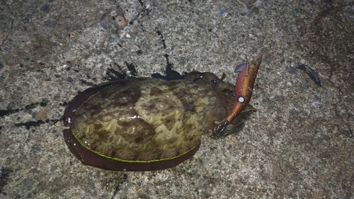 カミナリイカの釣果