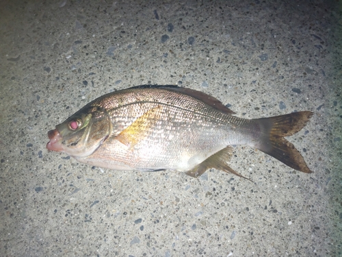 ウミタナゴの釣果