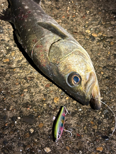 シーバスの釣果