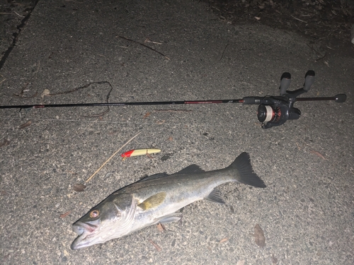 シーバスの釣果