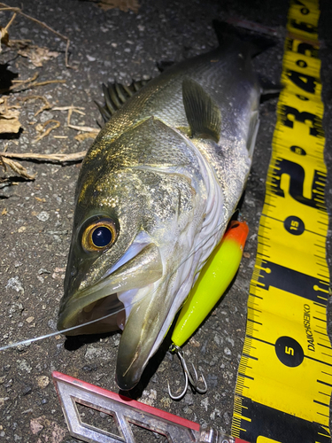 シーバスの釣果