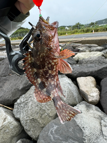 カサゴの釣果