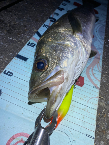 シーバスの釣果