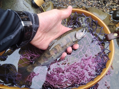 ヤマメの釣果