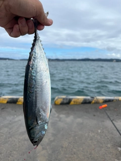 ソウダガツオの釣果