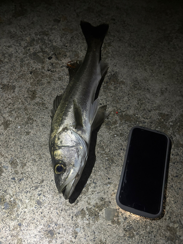 スズキの釣果