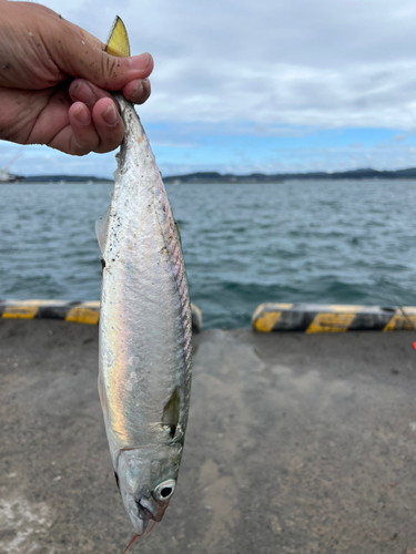 マサバの釣果