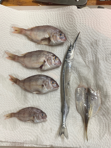 チャリコの釣果