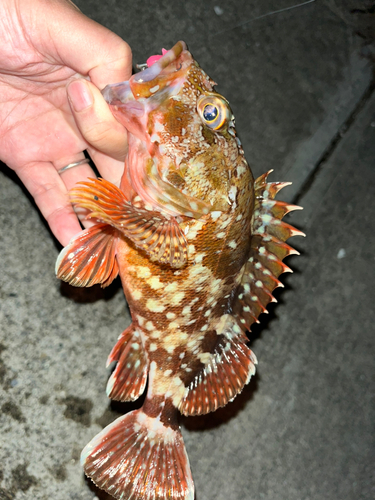 カサゴの釣果