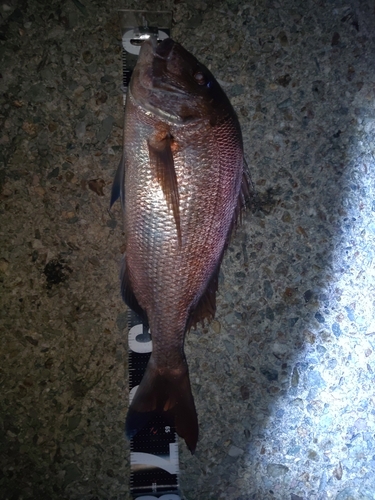 マダイの釣果