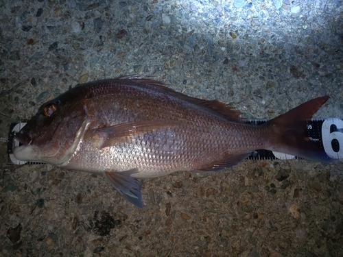 マダイの釣果