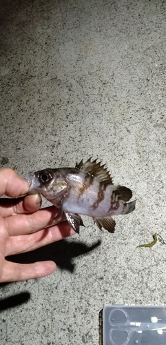 メバルの釣果