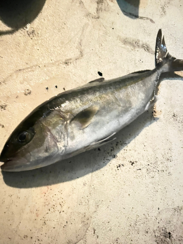 ショゴの釣果