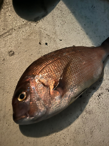 タイの釣果