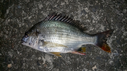 伊勢湾湾奥