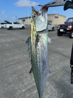 サゴシの釣果