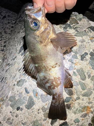 メバルの釣果