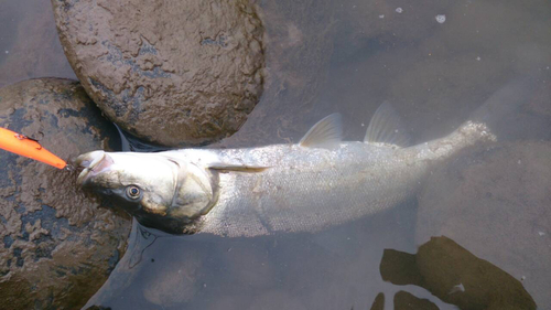 ウケクチウグイの釣果