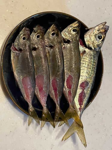 アジの釣果