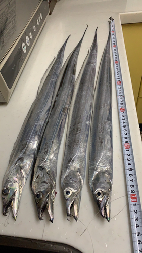 タチウオの釣果