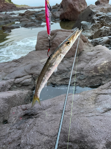 カマスの釣果