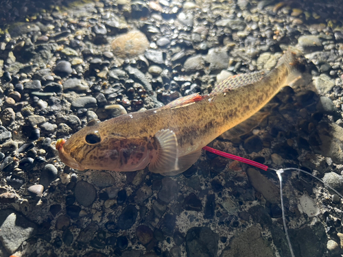 マハゼの釣果