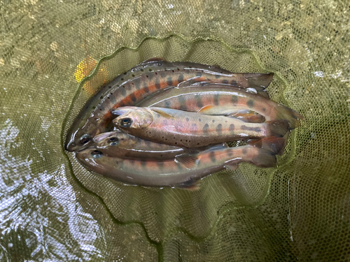 ヤマメの釣果