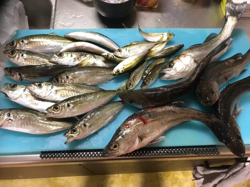 アジの釣果