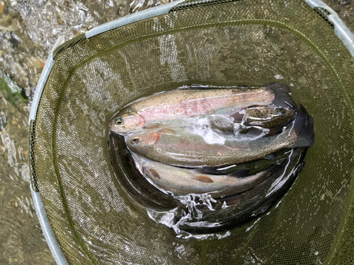 多摩川上流