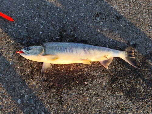 サケの釣果