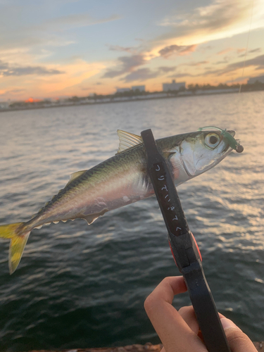 サバの釣果