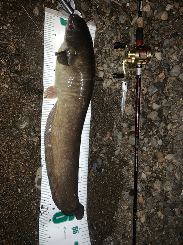 マナマズの釣果