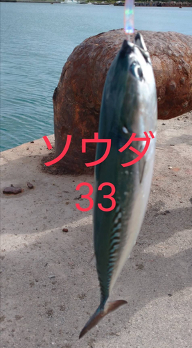 ソウダガツオの釣果