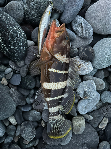 アオハタの釣果