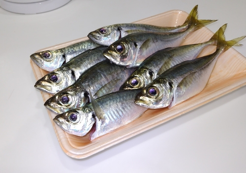 アジの釣果