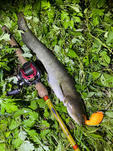 ナマズの釣果