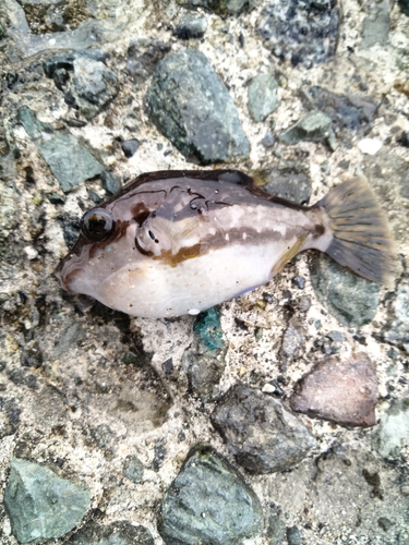 熱海港海釣り施設