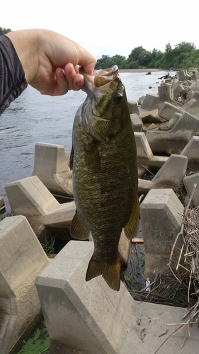 スモールマウスバスの釣果