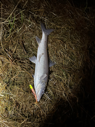 ニゴイの釣果