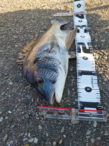 クロダイの釣果