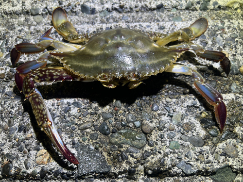 ワタリガニの釣果