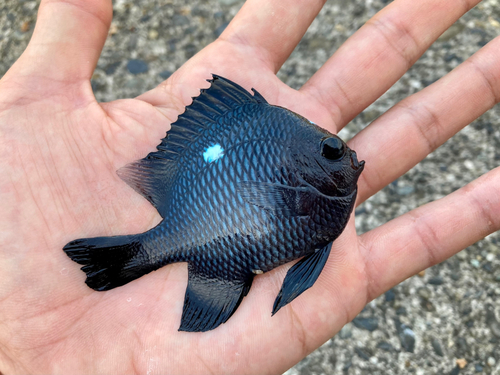 ミツボシクロスズメダイの釣果