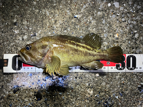 シマソイの釣果