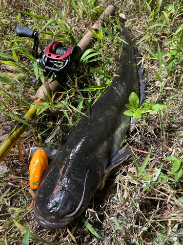 ナマズの釣果